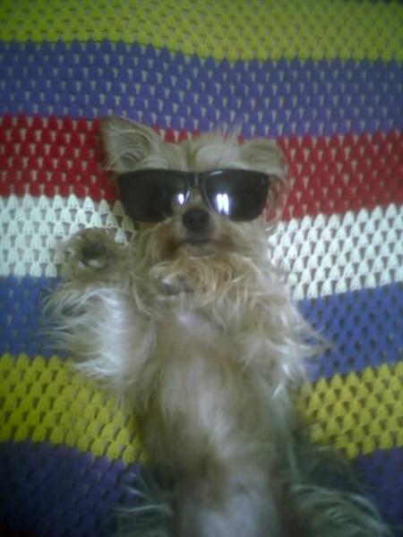 ma chienne